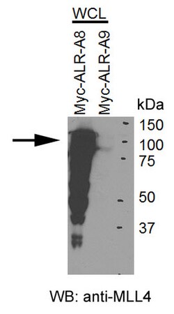 MilliporeSigma MLL4 (MLL2), Rabbit, Unlabeled, Polyclonal, 100&mu;L; Unlabeled:Antibodies,